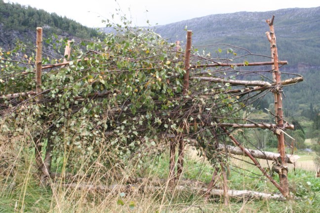 brake&amp;risgardprosjekt Knut 111