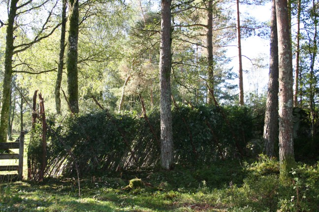 brake&amp;risgardprosjekt Olav2 001